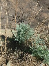 Ehrendorferia chrysantha Fire recovery